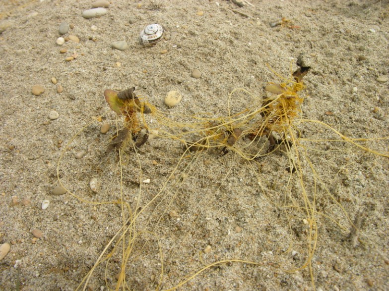 Cuscuta